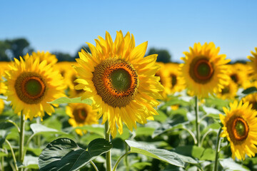 Fototapeta premium Bright Sunflower Field in Summer