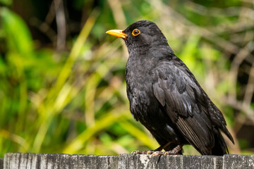 Blackbird (Turdus merula) standing on a fence