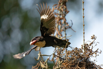 Corydon sumatranus helping each other build a nest.