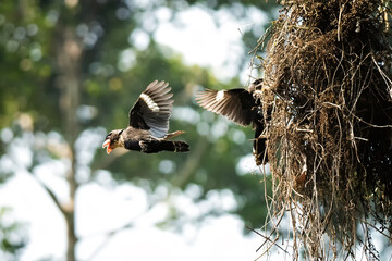 Corydon sumatranus helping each other build a nest.