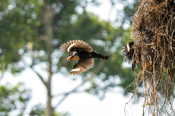 Corydon sumatranus helping each other build a nest.