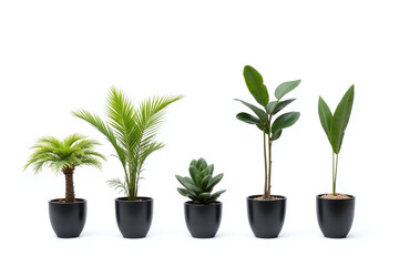 Fototapeta premium group of potted plants on a white background
