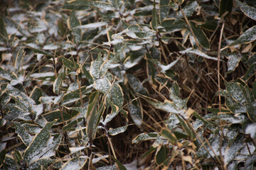 View landscape and snow falling covered on plant tree in forest on Hanla Mountain volcano or Mount Halla in Hallasan National Park for korean people travel visit in Jeju Island in Jeju-do, South Korea