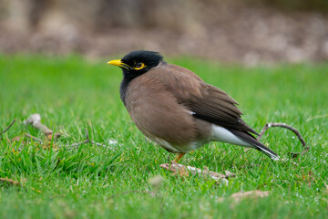 Common myna (Acridotheres Tristis) standing in grass
