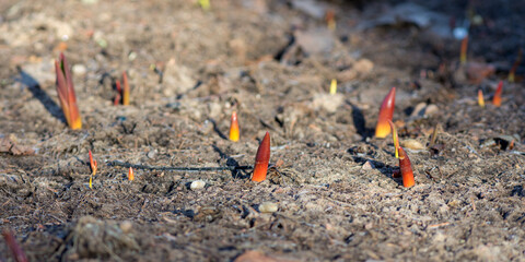 red flower sprouts in spring