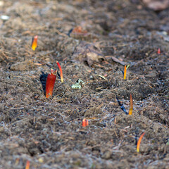 flower sprouts on the ground