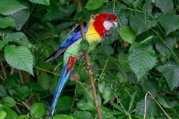 Eastern Rosella (Platycercus eximius)