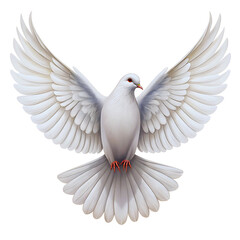 Fototapeta premium White Dove with Open Wings on Black Background, Detailed Feather Texture, Graceful Bird