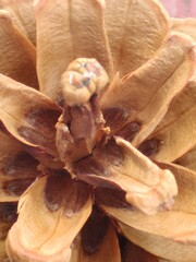 Pinecone: The child of the forest
