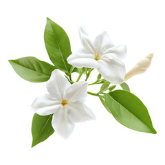 Silky rock jasmine isolated on transparent background