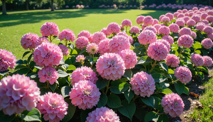 Blooming hydrangeas in park setting at midday, natural beauty