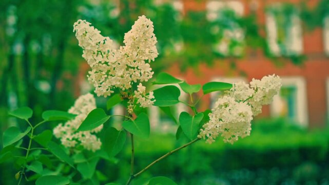 Beautiful white lilac blooms against the background of a brick university building. View of charming white lilac flowers swaying in the wind. Calm lilac branch on a spring day. Floral concept.