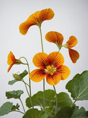 Nasturtium branch, showcasing a mix of fiery red, golden yellow, and deep orange blossoms.