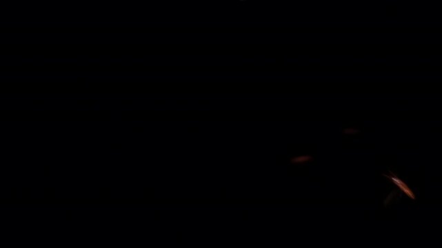 Flying Insects In Black Or Dark Background
