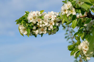 White blossoms on a tree branch in spring