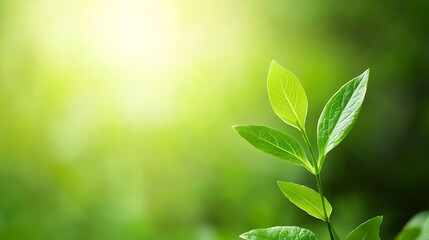 Fototapeta premium Growing green leaves in a lush nature setting close-up photography vibrant and serene background