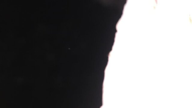 Flying Insects In Black Or Dark Background