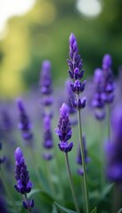 Fototapeta premium Close up shot of perennial lavender plants with beautiful purple flowers in focus while the background fades into a soft blur, summer, herbal