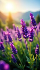 Obraz premium Close-up shot of vibrant purple lavender flowers in full bloom under the sunlight in a field, herb, bloom