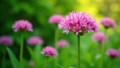 Fototapeta premium Close-up of vibrant fennel blossoms against lush green background, season, ingredient