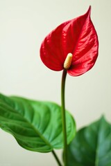 Close up of a vibrant red anthurium inflorescence with green leaves in Wellesley, Massachusetts,  vibrant,  exotic