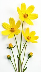 Obraz premium Collection of isolated yellow flowers cosmos bloom on white background, delicate, blooming