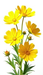 Collection of vibrant yellow cosmos blooms isolated on white background,  floral,  cosmos