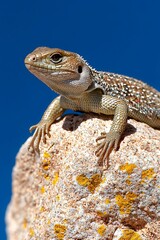 Fototapeta premium Lizard on Rock, Sunny Sky