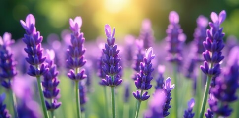 Obraz premium Close-up of vibrant purple Lavender (Lavandula angustifolia) flowers in full bloom on a sunny day, day, Lavandula angustifolia