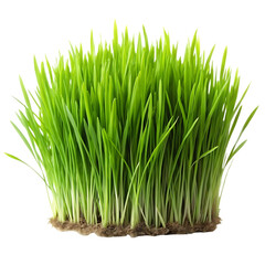 Green Grass Background Image
