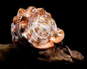 Red Helmet Shell on Driftwood black background