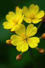 Fototapeta premium Close-up of vibrant yellow hypericum flowers with delicate petals and intricate details, perfect for a botanical background or nature concept, close-up, hypericum