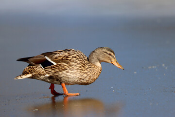 Mallard