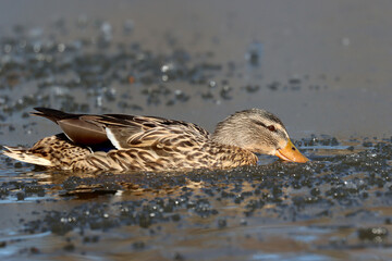 Mallard