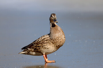 Mallard