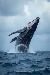Majestic humpback whale breaching ocean surface cloudy sky