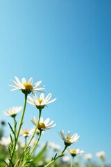 Chamomile flowers blooming against a clear blue sky background,  background,  serene