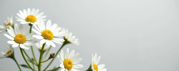 Fototapeta premium Chamomile flowers isolated on light gray background, perfect for design projects, summer concept, medicinal plant, clipping path included, relaxation, summer
