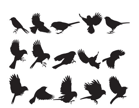 small bird fly silhouette