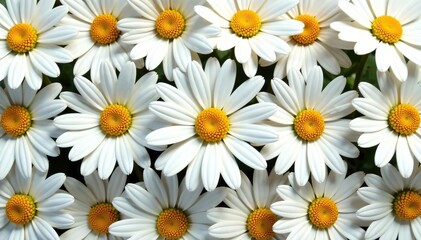 Close-up shot of daisy flowers in a geometric pattern, creating an abstract and modern look,  concept,  flowers