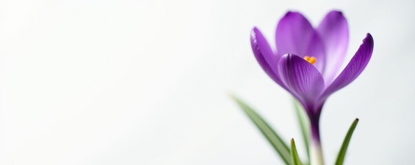 Obraz premium Fresh purple crocus flower blooming on a white background, perfect for copy space, white background, bloom