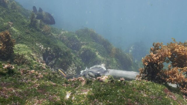 Diving Iguana, camera follows a underwater swimming godzilla iguana in the Galapagos Islands, Ecuador