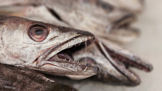 auf dem Fischmark