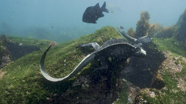 Diving Iguanas, Godzilla Iguanas swimming underwater and feeding on green algues in the Galapagos Islands, Ecuador- underwater shot