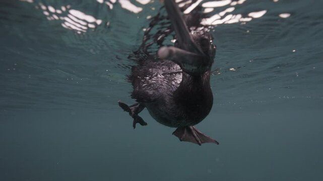 Cormorant - Close underwater shot of a swimming flightless Cormorant checking the camera in the Galapagos Islands, Ecuador, slow motion