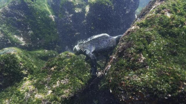 Diving Iguana, Godzilla Iguana diving and feeding underwater on green algues in the Galapagos Islands, Ecuador - camera approaches slowly