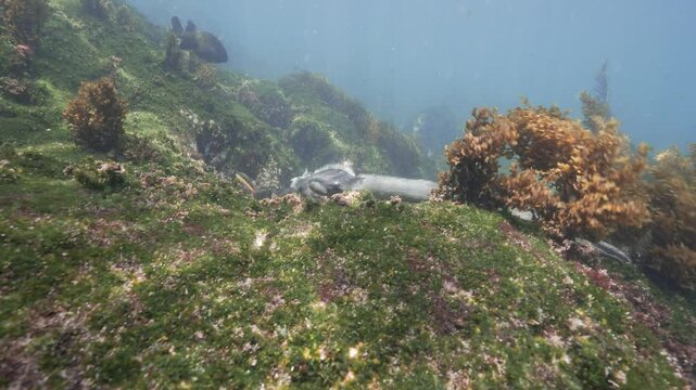 Diving Iguana, Godzilla Iguana, camera follows a underwater swimming iguana in the Galapagos Islands, Ecuador