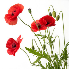 Obraz premium Red poppy flowers isolated on white background