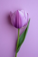 Stock photo of purple tulips on pastel purple background on pastel purple background. Space for copying text. © puritut