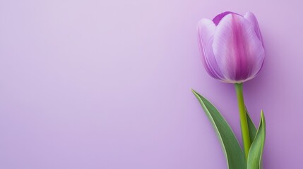 Fototapeta premium Stock photo of purple tulips on pastel purple background on pastel purple background. Space for copying text.